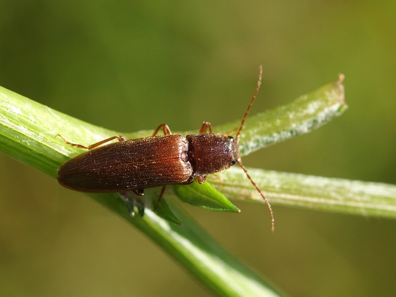 Coleoptera Elateridae